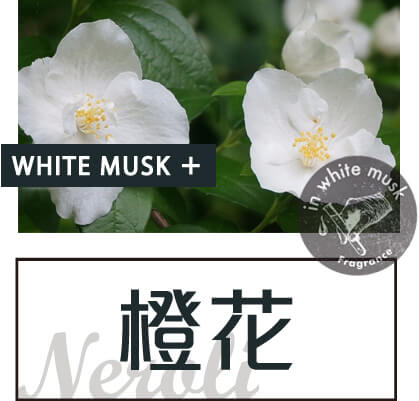 橙花 橙花